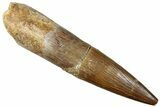 Fossil Plesiosaur (Zarafasaura) Tooth - Morocco #296365-1